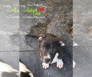 American Staffordshire Terrier Dogs for adoption in Victoria, TX, USA