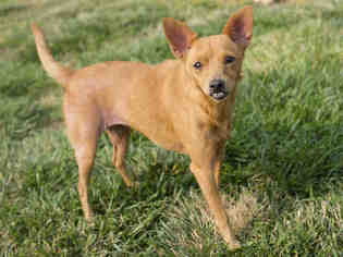 Chipin Dogs for adoption in Placerville, CA, USA