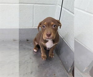 American Pit Bull Terrier-Unknown Mix Dogs for adoption in Corpus Christi, TX, USA