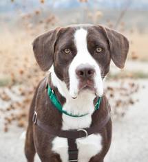 Labradinger Dogs for adoption in boulder, CO, USA