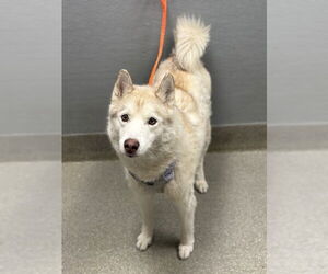 Siberian Husky-Unknown Mix Dogs for adoption in Las Vegas, NV, USA