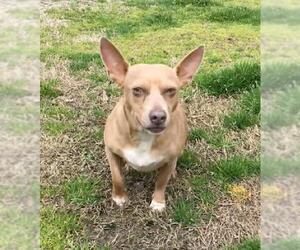Chiweenie Dogs for adoption in Warwick, RI, USA