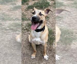 Labrador Retriever-Unknown Mix Dogs for adoption in San Antonio, TX, USA