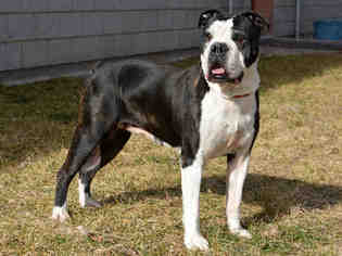 Olde Bulldog Dogs for adoption in West Valley, UT, USA