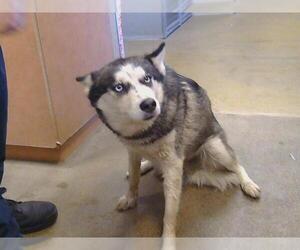 Siberian Husky Dogs for adoption in Sacramento, CA, USA