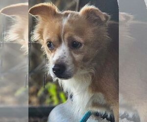 Pomeranian-Unknown Mix Dogs for adoption in Carrollton, TX, USA