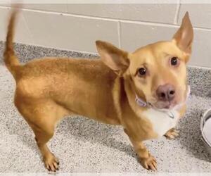 Labrador Retriever-Pharaoh Hound Mix Dogs for adoption in Houston, TX, USA