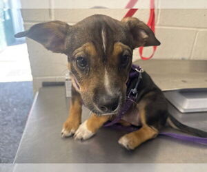 German Shepherd Dog Dogs for adoption in San Bernardino, CA, USA