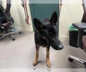 German Shepherd Dog Dogs for adoption in Pasadena, CA, USA
