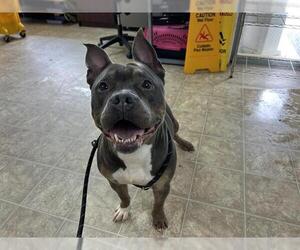 American Staffordshire Terrier Dogs for adoption in Raleigh, NC, USA
