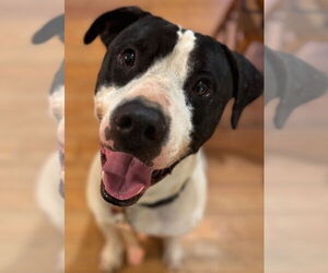 Lab-Pointer Dogs for adoption in Conway, AR, USA