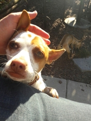 Chiweenie Dogs for adoption in Richmond, CA, USA
