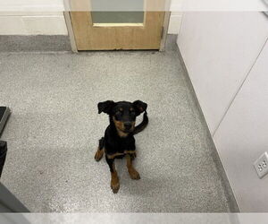 Miniature Pinscher-Unknown Mix Dogs for adoption in Fort Collins, CO, USA