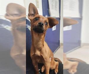 Chihuahua Dogs for adoption in Bakersfield, CA, USA