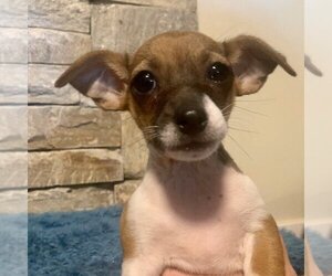 Rat-Cha Dogs for adoption in Salt Lake City, UT, USA