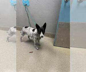 Mutt Dogs for adoption in Las Vegas, NV, USA