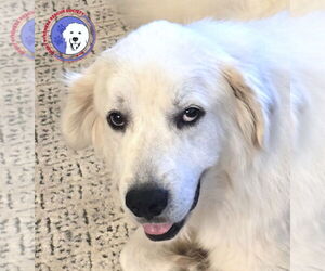 Great Pyrenees Dogs for adoption in Spring, TX, USA