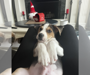 Beagle-Unknown Mix Dogs for adoption in Wheaton, IL, USA