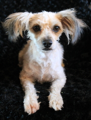 Medium Photo #1 Mal-Shi Puppy For Sale in Phelan, CA, USA