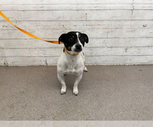 Fox Terrier (Toy)-Unknown Mix Dogs for adoption in San Bernardino, CA, USA