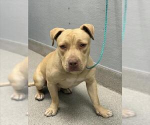 Mutt Dogs for adoption in Las Vegas, NV, USA