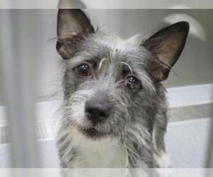 Norfolk Terrier Dogs for adoption in Orange, CA, USA
