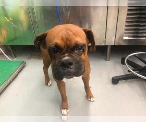 Boxer Dogs for adoption in Waco, TX, USA