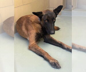 Mutt Dogs for adoption in Riverside, CA, USA