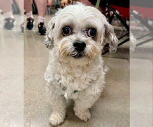 Medium Photo #3 Zuchon Puppy For Sale in Fairfax, VA, USA