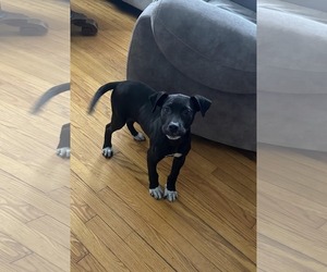 Labrador Retriever-Unknown Mix Dogs for adoption in SHERBURNE, NY, USA