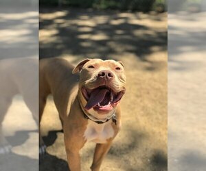American Bulldog Dogs for adoption in Vallejo, CA, USA