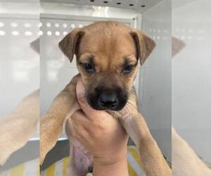 Mutt Dogs for adoption in Stockton, CA, USA