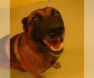 Mutt Dogs for adoption in Sanford, FL, USA