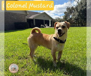 Chiranian Dogs for adoption in Pensacola, FL, USA