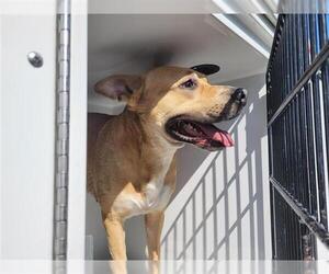 American Pit Bull Terrier-German Shepherd Dog Mix Dogs for adoption in Houston, TX, USA