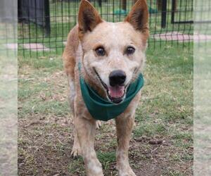 Mutt Dogs for adoption in San Antonio, TX, USA