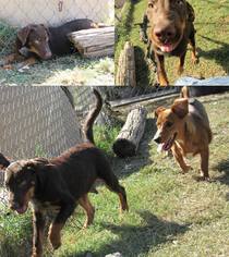 Doberman Pinscher Dogs for adoption in Ponca City, OK, USA