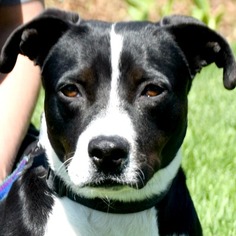 Border Collie Dogs for adoption in Huntley, IL, USA