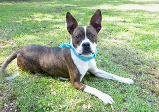 Boston Terrier-Boxer Mix Dogs for adoption in Mocksville, NC, USA