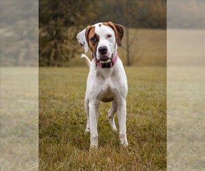 Pointer Dogs for adoption in Forestville, MD, USA