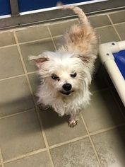 Maltese Dogs for adoption in Bryan, TX, USA