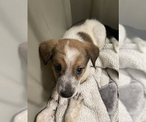 Mutt Dogs for adoption in Plano, TX, USA