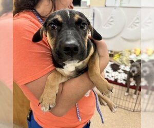 Mutt Dogs for adoption in Titusville, FL, USA
