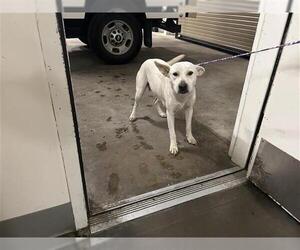 Labrador Retriever-Unknown Mix Dogs for adoption in Houston, TX, USA