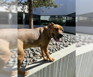 Labrador Retriever-Unknown Mix Dogs for adoption in San Martin, CA, USA