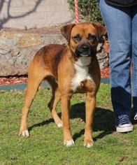 Labrador Retriever Dogs for adoption in Little Rock, AR, USA