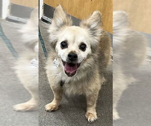 Pomeranian Dogs for adoption in Forestville, MD, USA