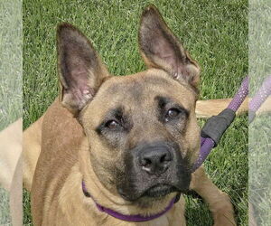 German Shepherd Dog-Unknown Mix Dogs for adoption in Huntley, IL, USA