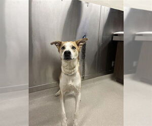 Siberian Husky-Unknown Mix Dogs for adoption in Fairbanks, AK, USA