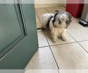 Shih Tzu Dogs for adoption in Pasadena, CA, USA